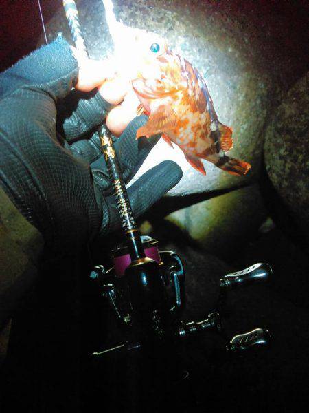 うなぎの稚魚の巻